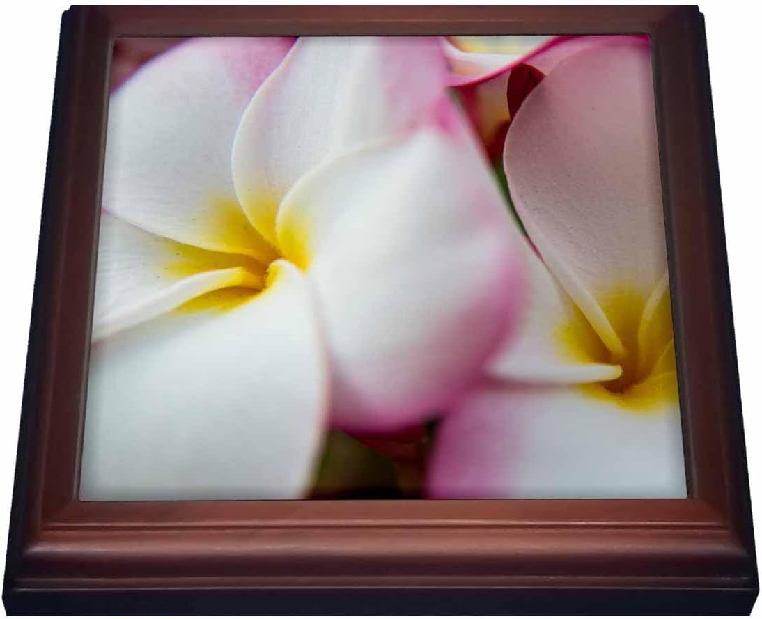 3dRose Trivet, 8 by 8-Inch, Brown