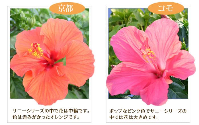 ハイビスカス様のお部屋 Amazon｜ハッピーガーデン 母の日 ギフト インドア ハイビスカス
