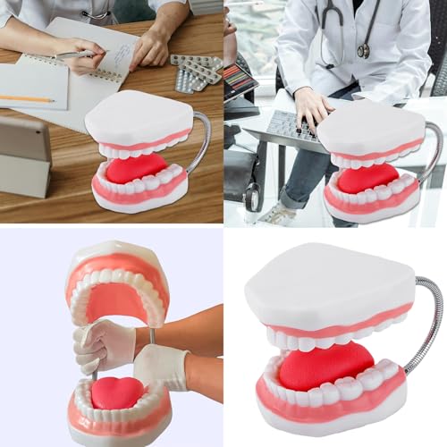 Modèle de dents humaines anatomique pour présentation de cas - 2