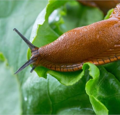 ferrarium Nematoden gegen Schnecken 20m2 Schneckenbekämpfung - 6 Millionen Nematoden
