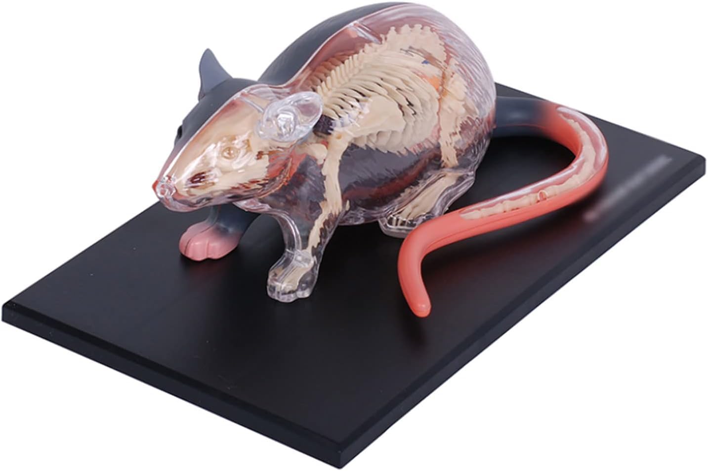 Modelo de enseñanza, Modelo de anatomía Animal, Modelo anatómico de ratón 4D 29 órganos y Partes del Cuerpo Desmontables Grandes Regalos para educación Medicina Veterinarios Exquis