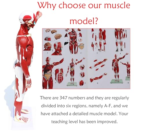 Image of Anatomical Human Muscular Figure Model with 347 Number with 27 Removable Parts Muscle Organ Model Training Manikin Model for Teaching 33.5'' Tall,1 /2 lifesize