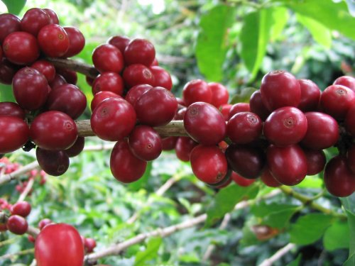 Papua New Guinea Organic Estate Coffee Beans (Light Roast (City), 2.5 Pounds Whole Beans) #TOP1