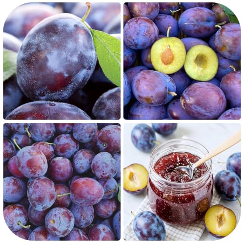 5Pcs Plum Seeds for Planting - Sweet Juicy Fruit,Ideal for Home Gardens
