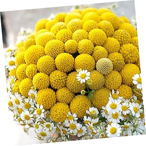 20 flores secas Craspedia para decoración y eventos miniatura 2