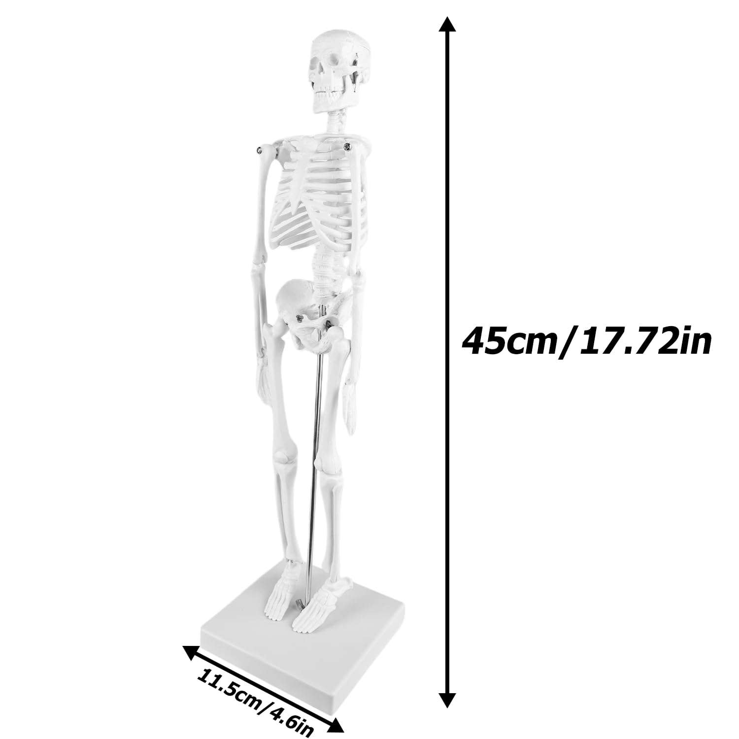 Squelette humain taille grandeur: TOATELU 17,7"(45cm) Modèle de Squelette Humain Médical pour les Etudes Médicales, Modèle Anatomique Pour Enseignement Médical, Education, Présentoir