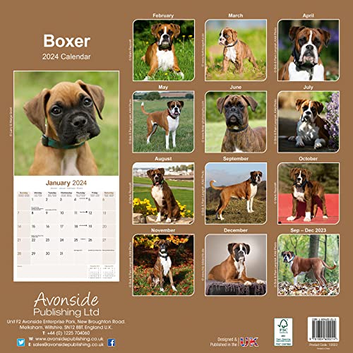 Boxer (Euro) Calendar 2024 - Image 2