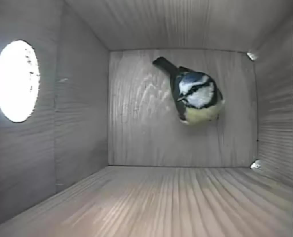 Hoogwaardige nestkast inclusief camera | Live stream | PEFC® gecertificeerd massief hout | Broedkast | Camera vogelhuis met 3m stroomkabel | Geschenkidee voor in de tuin