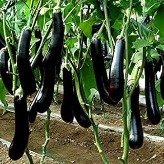 Semillas de hortalizas Berenjena Larga de Semillas 100 Semillas ...