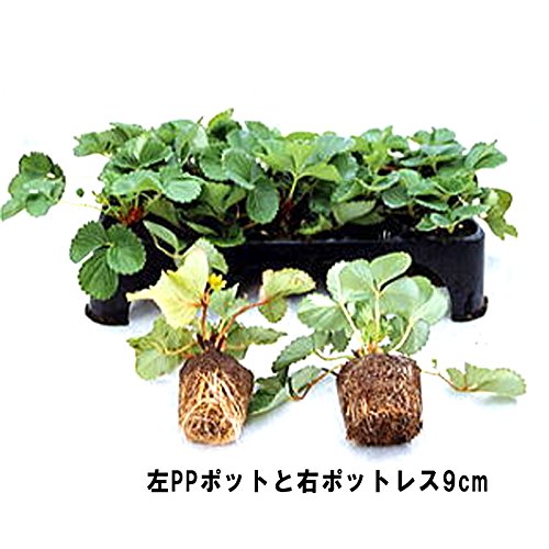 Amazon.co.jp: 20枚 空中ポットレストレー 24穴 脚無 7.0cm 阪中緑化 