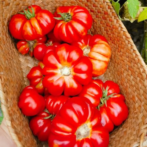 Semillas de tomate beefsteak, Tomate bistec, semillas de invierno plantando semillas de viejas 200pcs