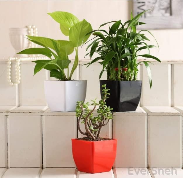 EverSneh Combo of 3 Live Plants Money Plant In White, Lucky Bamboo In Black, Jade Plant In Red Pot Set Of 3 Plants (B0BLHCJKFV) Amazon Price History, Amazon Price Tracker