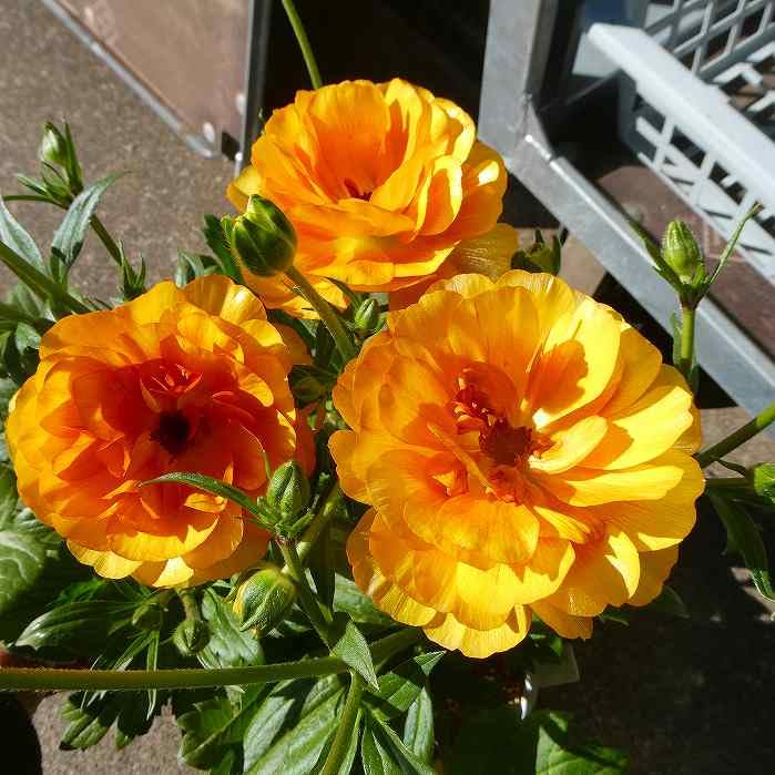 Amazon | ラナンキュラス ラックス ミネルバ 苗 4号ポット 耐寒性