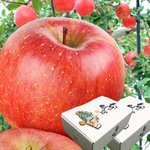 【信頼のJA】トップブランド【JA津軽みらい】青森県【ブランドりんご】 サンふじ 厳選 高級りんご 約3.6キロ (1.8キロ×2ケース) のし対応 ギフト 贈り物 2025 クリスマス お正月 お歳暮 おせいぼ お取り寄せ【お取り寄せ人気】 リンゴ 林檎