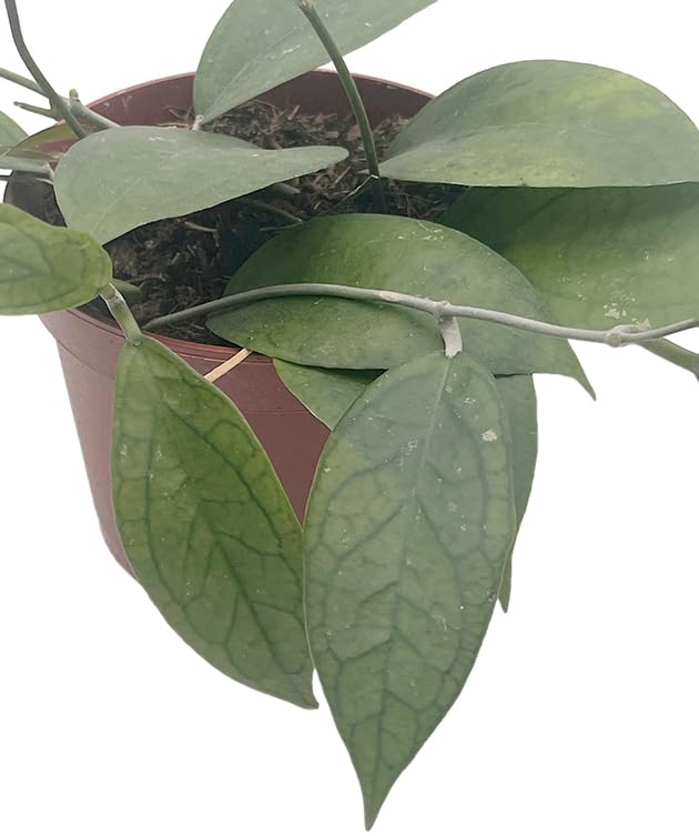 Hoya Tequila Sunrise - seltene Porzellanblume/Wachsblume - pflegeleichte Zimmerpflanze für Ihr Zuhause