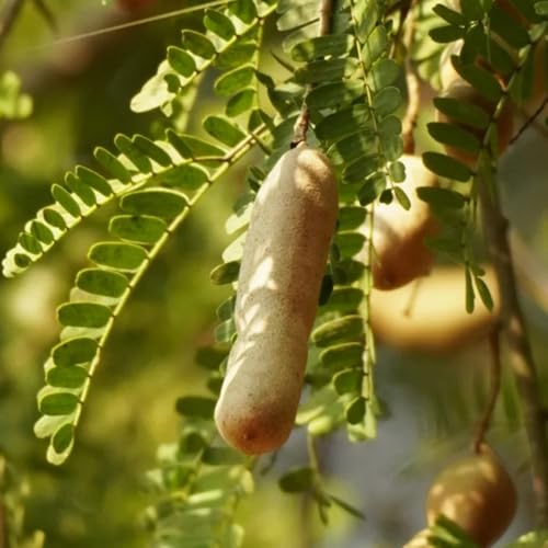 semillas de tamarindo frescas - semillas de tamarindo semillas de frutas, plantas resistentes al invierno para balcones semillas de fruta orgánica de tamarindo, Semillas de bonsái, 60pcs