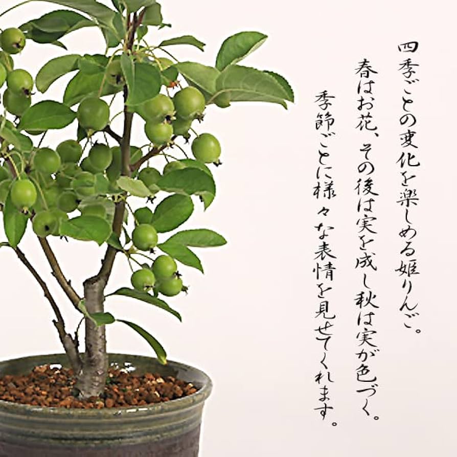 Amazon.co.jp: 盆栽：姫りんご(瀬戸焼緑縁深鉢)*中品盆栽