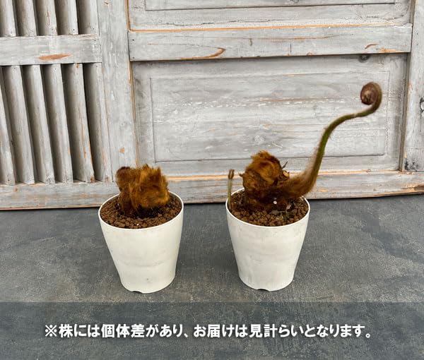 Amazon｜タカワラビ：ゴールデンチャウチャウ（キンモウコウ） 4号