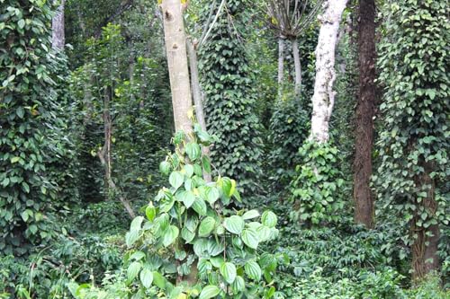 Image of Forest Flavours Black Pepper (Kali Mirch) Whole | Bold Kerala Origin | Farm Fresh Spices (200 g)