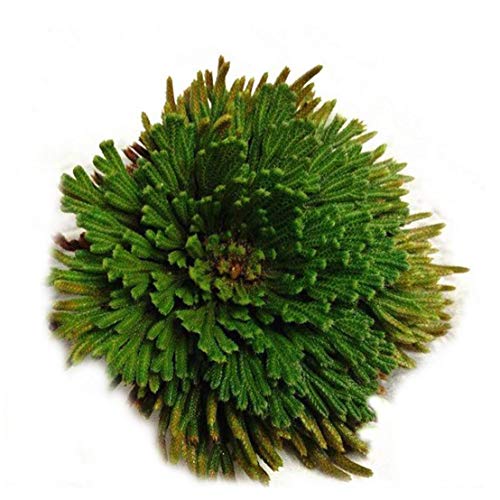Adore store Chic Planta de la resurrección Jericho Flor Hierbas Rosa de...