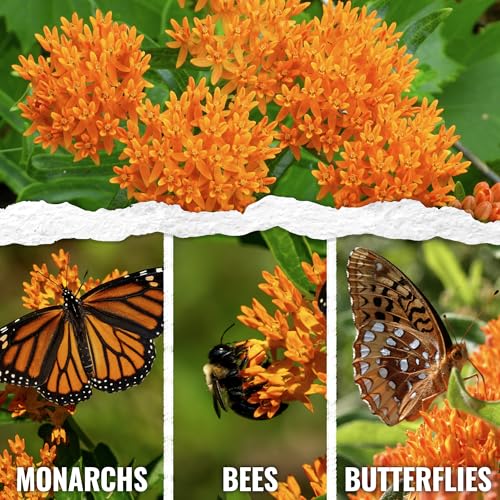 Image of Seed Needs Orange Butterfly Milkweed Seeds for Monarch Butterflies 10 Pack
