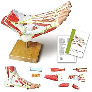 NEW HORIZON Natural Large Foot Anatomical Model 9 Parts with 81 Digital Signs and Corresponding Text Descriptions,Icluding Bones, Muscles, Ligaments, Nerves, and Blood Vessels of The Human Foot