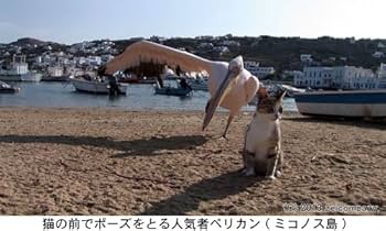 エーゲ海・猫が暮らす癒しの島 [Blu-ray] 41Dt969Oo1L.jpg