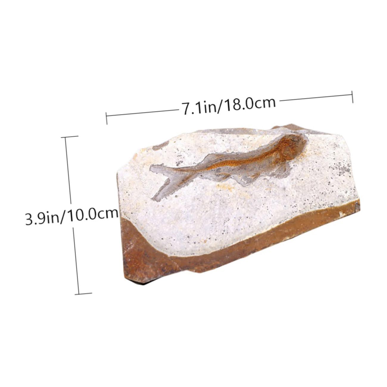 Cabilock Fósil de Pez Prehistórico Paleontológico 7-15 Cm Decoración Educativa para Laboratorio Práctica Docente Muestra Científica Modelo Didáctico de Aula Estilo Aleatorio