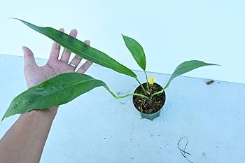 Anthrium BigBill アンスリウム Amazon.co.jp: Anthurium 'Big Bill'① @bikamori.com