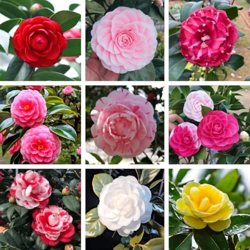 20+ Heirloom Camellia Flower Seeds for Planting Low Maintenance Cold Hardy Shrub Seeds Suitable for Beginners and Seasoned Gardeners