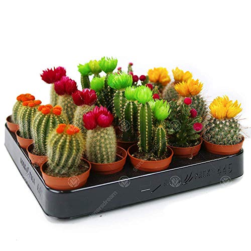 Assortiment Mini Cactus Disco Kamerplant in pot, 5,5 cm, klein cadeau voor thuis/kantoor (10 stuks) - Afbeelding 3