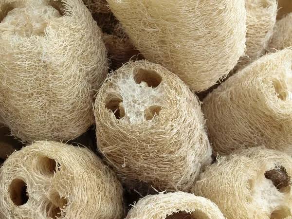 Natural body scrubber lufa purul pack of 8 size 12 cm to 18 cm bath sponge loofah natural body scrubber- purul 100% pure organic best for skin 100% Natural-image-30