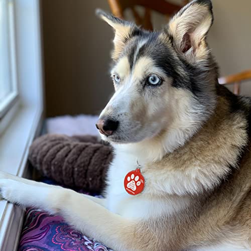 MYLUCKYTAG NFC & QR Code Smart Pet ID Tag Personalisierte Hund-Katze-Tag, Online-Haustier-Profil, Haustier Standort Alert E-Mail, Digital Pet Tag, Quiet Pet Tag, Durable Pet ID, Hundehalsband Tag