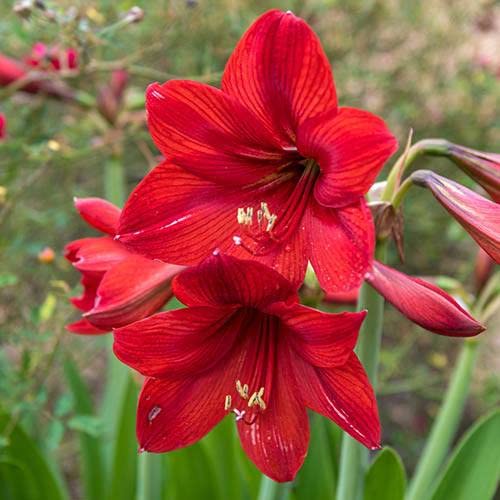 LIVE GREEN Amaryllis Lily Flower Bulbs Pack Of 2 ( Red ), (LIVE-BULB01) (B09RPNTJFP) Amazon Price History, Amazon Price Tracker