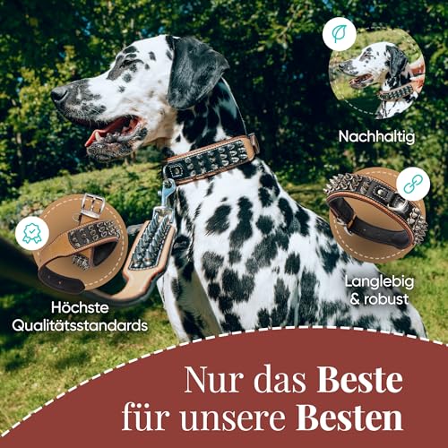 MICHUR Strike NO. 1 Hundehalsband Leder, Halsband, Lederhalsband Hund, Nieten, Halsband Leder MIT Nieten, BEIGE SCHWARZ BREIT, in verschiedenen Größen erhältlich