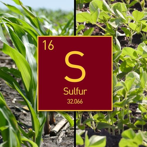 『Sulfur management: In-season, source, carryover, soybean & more』のカバーアート