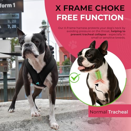 Gooby Comfort X Hundegeschirr zum Ziehen über den Kopf, komfortabel, kein Ziehen, für kleine bis mittelgroße Hunde, Würgeschutz, X-Design, für unterwegs, für Innen- und Außenbereich, Größe M, Schwarz