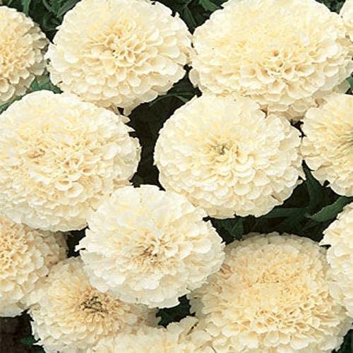 Marigold White Flower Seeds for Gardening Per Packet 40 Seeds (B0BSLQ1W46) Amazon Price History, Amazon Price Tracker