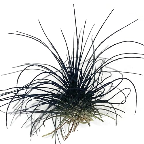 Image of Thin Air Plant, Guatemala Tillandsia Live Airplant, Healthy Arrival Guaranteed, Great Indoor Plant, Home Decor & Gift (Black)
