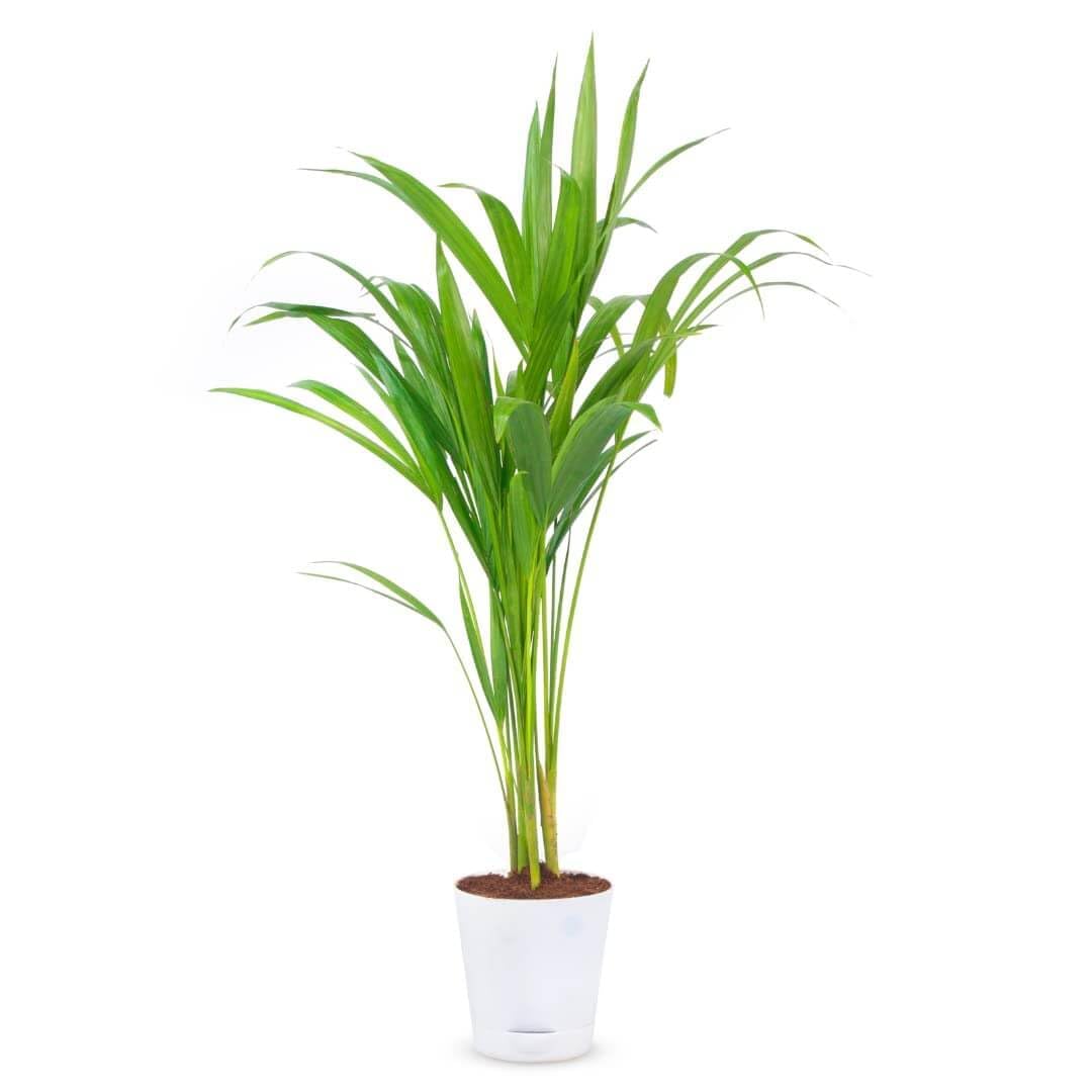 Desi Gardener Real Live areca palm tree live plant best indoor air purifying plant With Pot (B0C1WXZCLM) Amazon Price History, Amazon Price Tracker