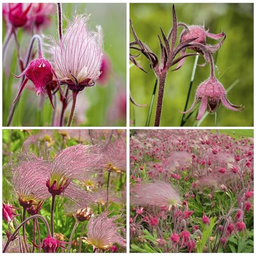 50+ Perennial Prairie Smoke Seeds for Planting - Non-GMO Rare Wildflower Seeds
