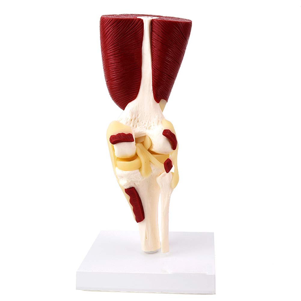 Sjdopulse Human Skeleton Model-Human Knee Muscle Model-Knee Joint Model For Medical Research And Learning