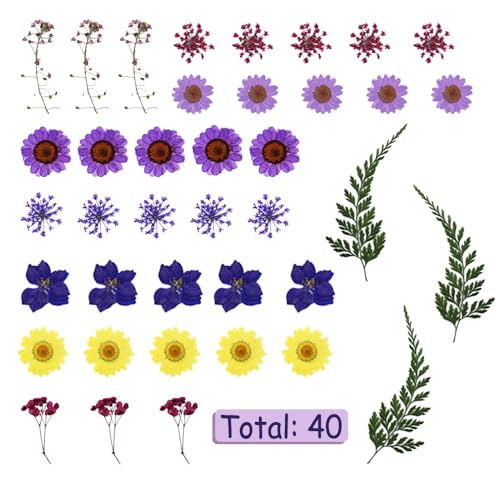 Flores secas prensadas kit para manualidades miniatura 5