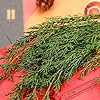 Tavkite 3.5OZ Preserved Real Pine Leaves Branches -17'' Natural Christmas Greenery Plants Twigs Stems Pine Needles Evergreen Picks for Garland Wreath Xmas Wedding Home Party Indoor Outdoor Decor #1
