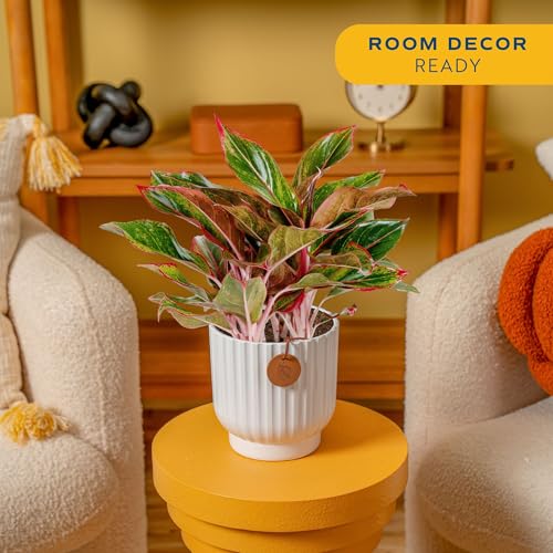 Image of Costa Farms Chinese Evergreen, Easy to Grow Live Indoor Plant Aglaonema, Potted Houseplant in Cute Decor Pot, Everyday Gift for Mom, Wife, Daughter, Son Room Decor, 1 Foot Tall