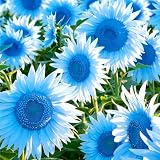 Mixrug 107+ Seeds to Plant Sunflowers-Exotic Rare Sunflower Seeds-Ornamental Sun Flower Seed Heirloom Blooms in Home Garden