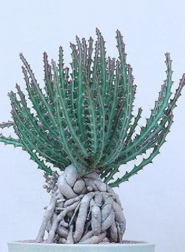 Amazon.com : Euphorbia knutii, exotic african bonsai caudex africa