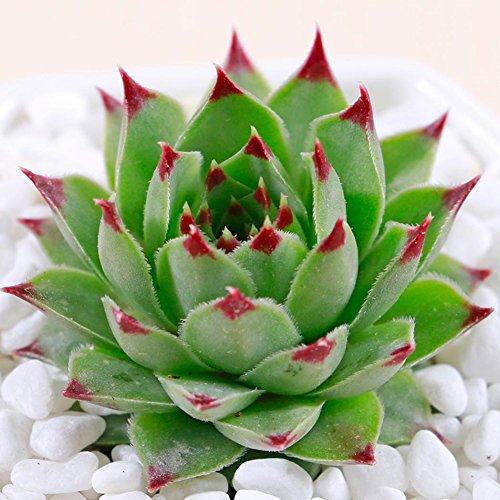 Jiacheng29 Graptopetabum Paraguayense Seeds Flowers Potted Plant Succulents Garden Decor