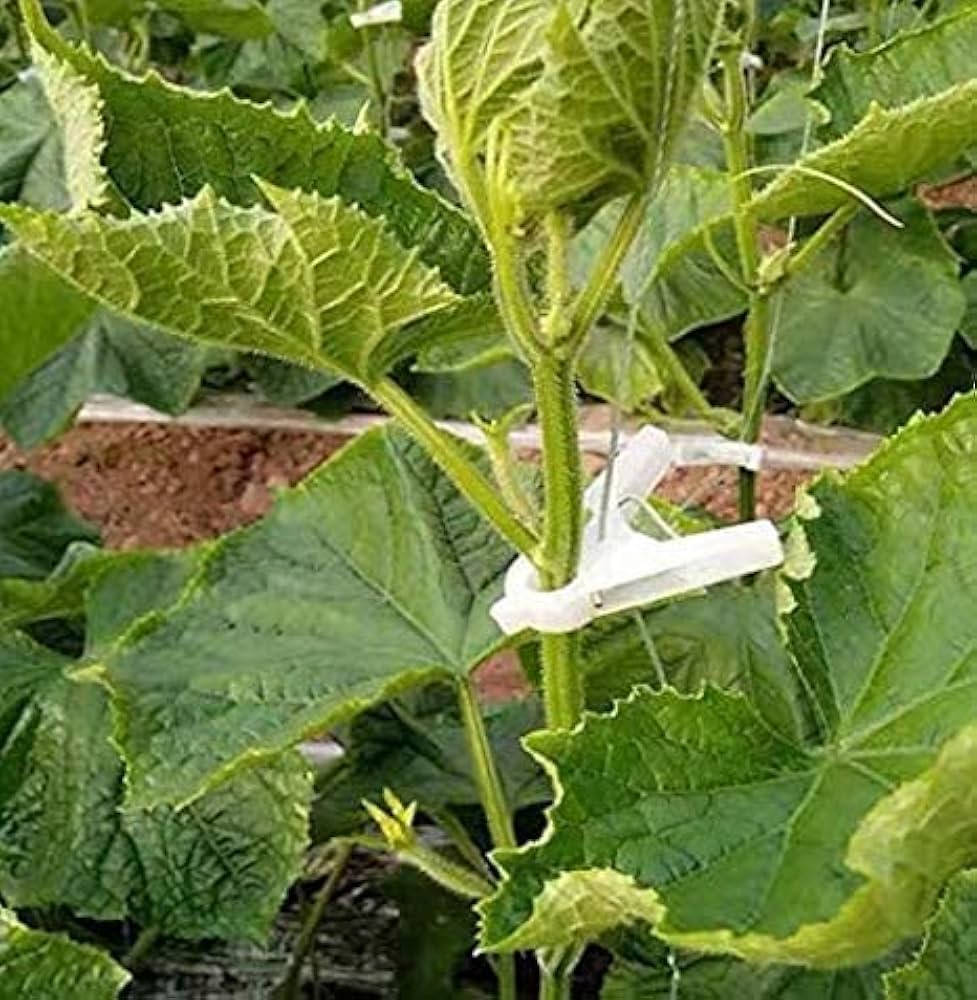 誘引クリップ 茎に優しい Ｒ型（サイズ：12㎜）2,000個 誘引クリップ 茎に優しい R型（サイズ：12㎜）2,000個 楽天市場