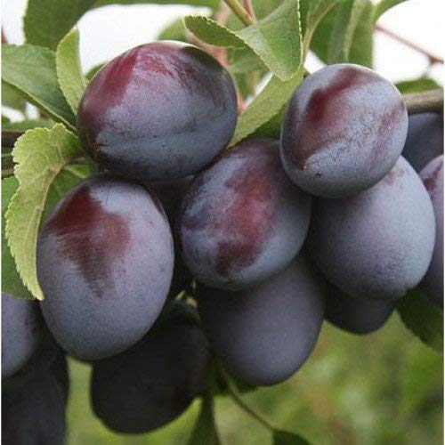Creative Farmer Fruit Plum Live Plant Damson Plum Blue Prunus Domestica Healthy Exotic Plants for Kitchen Garden Plant(1 Healthy Plant) (B07PSCKLZQ) Amazon Price History, Amazon Price Tracker